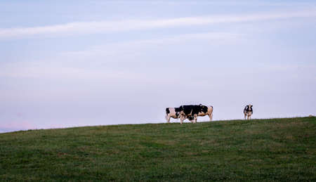 Some cows standing on the hillside in the early evening.