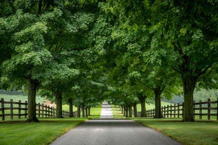 A paved road lined with trees on a cloudy summer day.の写真素材
