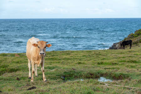 A Cow tied in a pasture by the side of a sea in the evening light.の写真素材