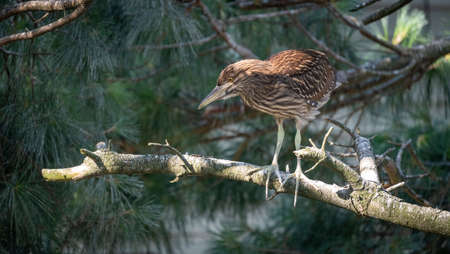 A Black Crowned Night Heron sitting on a pine branch.