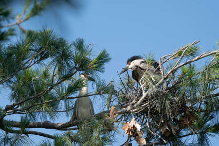 Two black crowned night herons sitting on a nest in a pine tree.