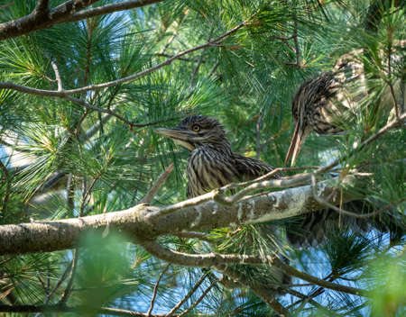 Ywo Young Black Crowned Night Herons sitting on a branch in a pine tree.