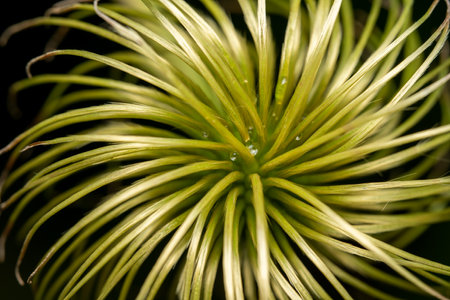 A macro shot of some dewdrops on the hairy ball after the flower falls from the clematis with selective focus.の写真素材