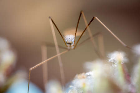 A Large Crane Fly sitting on a Flower.