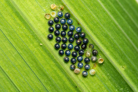 A bunsh of blue insect eggs on the underside of a green leaf.の写真素材