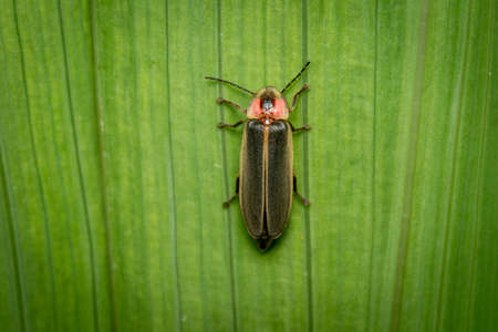 A top view of a Firefly or Lightning Bug on a green plant.の写真素材