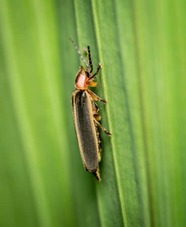 A side view of a Firefly or Lightning Bug on a green plant.の写真素材