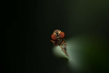 A Robber Fly on a Leaf against a dark green background.の写真素材