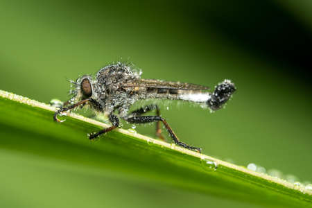 A Efferia Aestuans Robber Fly Covered in Water Droplets against a green background.の写真素材