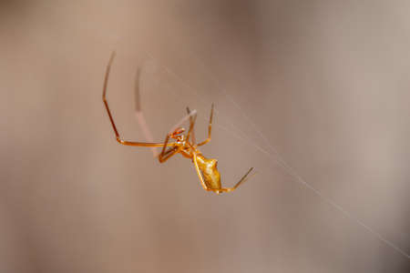 A spider making a web against a brown background.の写真素材