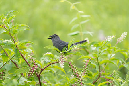 A catbird sitting in an American Pokeweed bush.の写真素材
