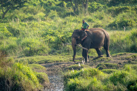 Chitwan, Nepal - October 13, 2021: A man riding on an elephant in the the Chitwan National Park.のeditorial素材