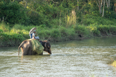 Chitwan, Nepal - October 13, 2021: A man riding on an elephant in the the Chitwan National Park in the Rapti River.のeditorial素材
