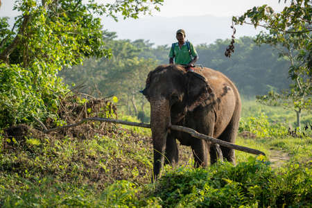 Chitwan, Nepal - October 13, 2021: A man riding on an elephant in the the Chitwan National Park.のeditorial素材