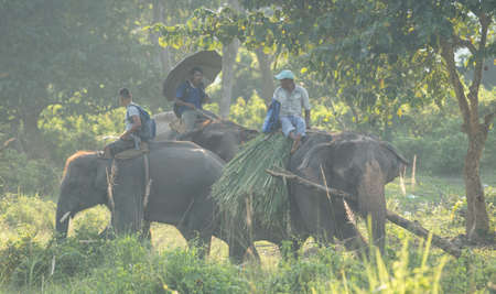 Chitwan, Nepal - October 13, 2021: A man riding on an elephant in the the Chitwan National Park.のeditorial素材