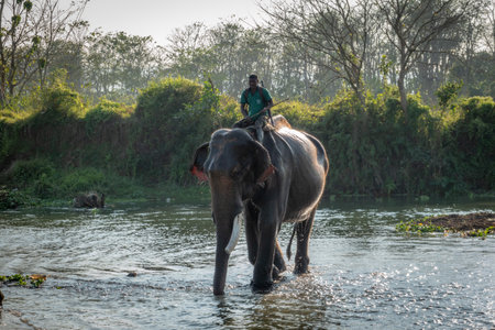 December 12, 2021 - Chitwan, Nepal: A man sitting on an elephant that was bathing in a river in the Chitwan National Park in Nepal.のeditorial素材