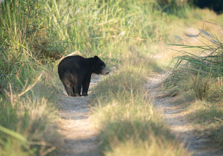 A sloth bear walking on dirt tire tracks in the jungle.の写真素材