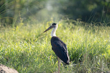 A Woolly Necked Stork standing in the tall grasses in the early morning light in the Chitwan national Park in Nepal.の写真素材
