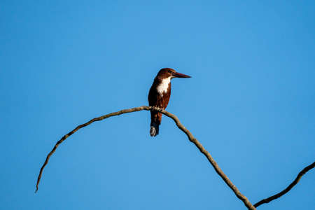 A white throated kingfisher perched on a branch against a blue sky.の写真素材