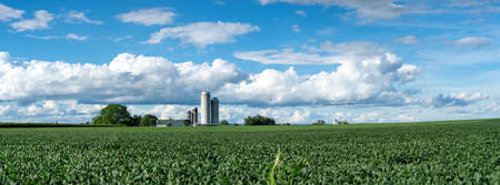 A green cornfield in the summer with a farm in the background.の写真素材