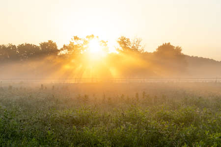 A sunrise over a foggy meadow with the dew sparkling in the light.の写真素材