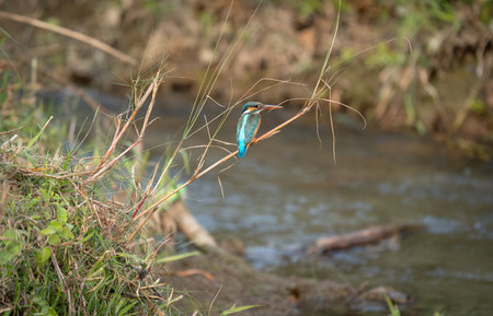 A Common Kingfisher Perched on a Grass Stem by the side of a small stream.の写真素材