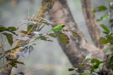 A green leaf bird perched on a branch.の写真素材