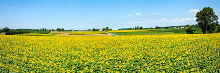 An aerial panorama of the yellow fields of sunflowers in the rural countryside.の写真素材
