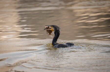 A cormorant getting ready to eat a fish that it caught in a lake.の写真素材