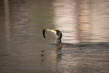 A cormorant tossing a fish in the air as it prepares to eat it.の写真素材