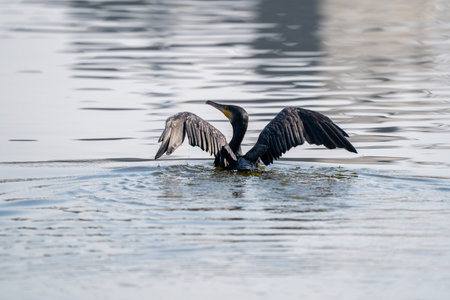 A great cormorant with its wings spread wide on a lake.