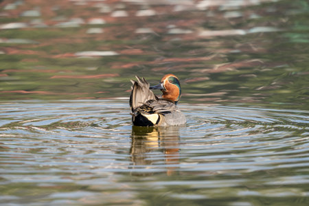 A Green Winged Teal preening its feathers on the lake.
