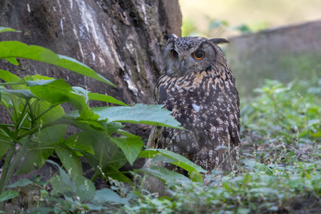 A Eurasian Eagle Owl hiding beside a tree in the ground.の写真素材