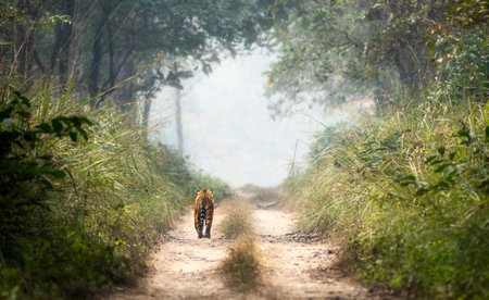 A Bengal tiger walking on a dirt road in the Chitwan National Park in Nepal on a hot humid day.の写真素材