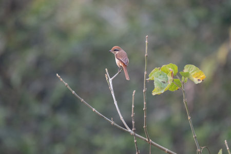 A brown shrike perched on a tree branch in the Chitwan National Park in Nepal.の写真素材