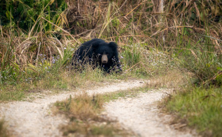 A sloth bear looking out of the jungle grasses in the Chitwan National Park in Nepal.の写真素材
