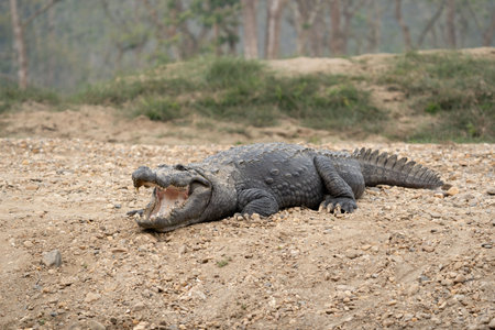 A crocodile resting on the riverbank with its mouth open.