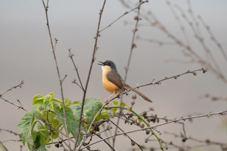 An Ashy Prinia Perched on a Branch against a nice background.の写真素材