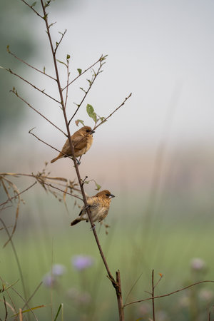 A scaly breasted munia perched on a tiny twig in the early morning light.の写真素材