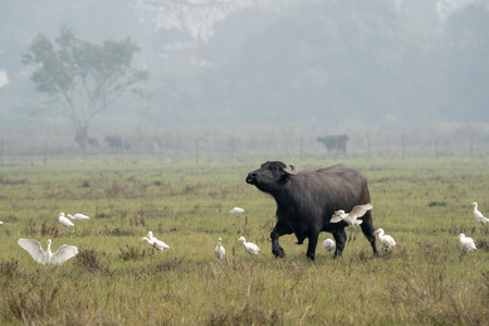 A water buffalo in a grassy meadow surrounded by white egrets on a misty morning.の写真素材