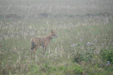 A golden jackal standing in a field in the morning mist in the Chitwan National Park in Nepal.の写真素材