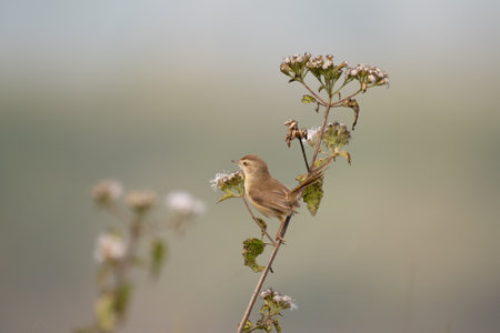 A Plain Prinia Perched on a flower against a nice neutral background.
