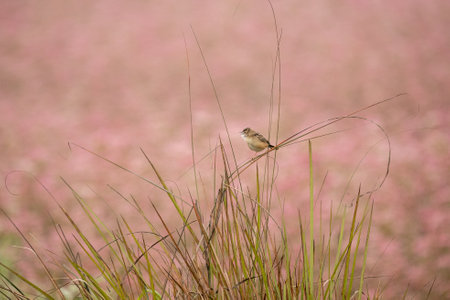 A Zitting Cisticola Perched on a Grass stem against a background of pink.