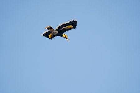 An underside view of a great hornbill in flight in the Chitwan National Park in Nepal.
