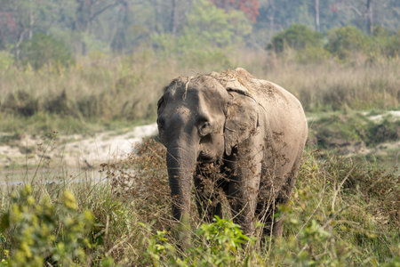 An Elephant in the Grasslands of the Chitwan National Park enjoying a dust bath.の写真素材