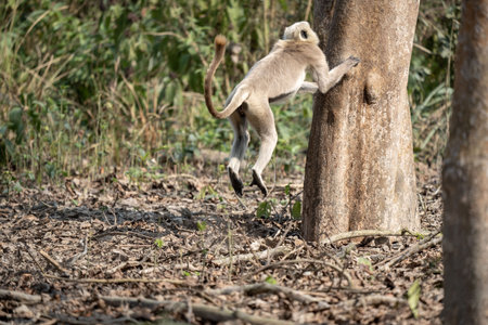 A gray langur jumping into a tree in the Chitwan National Park in Nepal.の写真素材