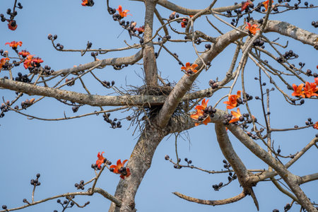 A small stick nest in the branches of a silk cotton tree against a blue sky.の写真素材