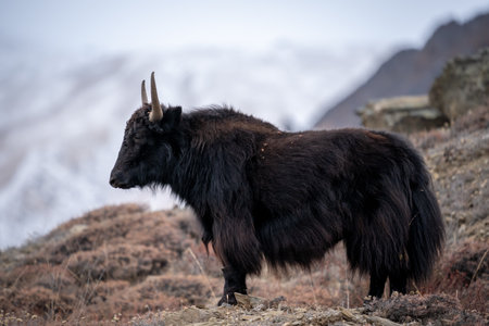 A yak standing on the top of a hill with the blurred snow covered mountains in the background.の写真素材