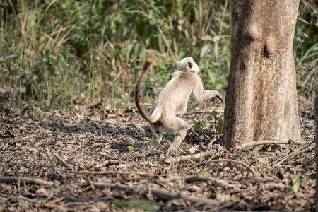 A gray langur jumping into a tree in the Chitwan National Park in Nepal.の写真素材