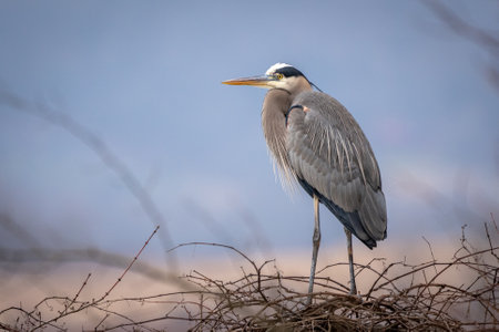 A Great Blue Heron Sitting on a Tree against a pale blue background.の写真素材